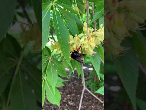 Animal Channel Episode 11: Bumble bee queen