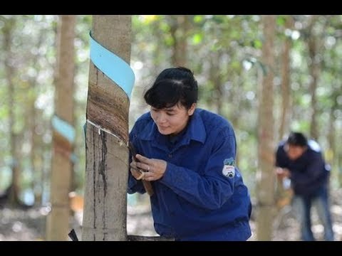 Mưa rừng - Ngọc Quỳnh