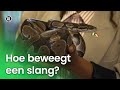 Hoe beweegt een slang? | Vragen van Kinderen