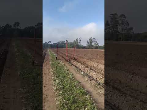 Três safras de fumo garantidas em Cristal no Rio Grande do Sul