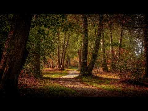 Liam Aidan | Gold Skies