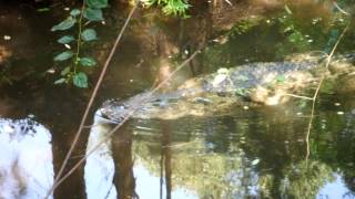 preview picture of video 'Large crocodile in Haller Park (Bamburi) Mombasa Kenya'