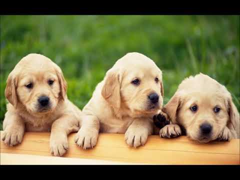 Velho Camarada -  Fabio, Tim Maia e  Hyldon