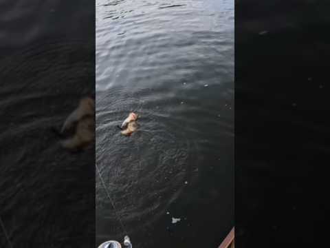 Would YOU Keep This Fish?! #fishing #gross #weird #fishingvideo #fishinglife #kids #dontletthisflop