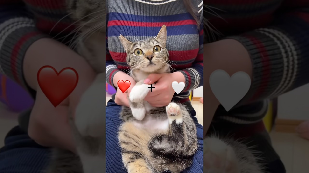 実はこの靴下子猫ちゃん…◯◯なんです！！