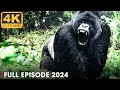 WILD CONGO LARGEST Gorilla S Lair Nature Animal Documentary