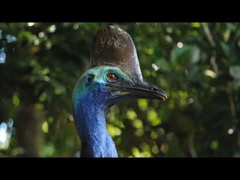 Kuranda Riverboat Tours