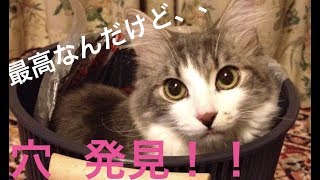 【猫 いやし】最高の場所を見つけた、まるみさん メインクーン