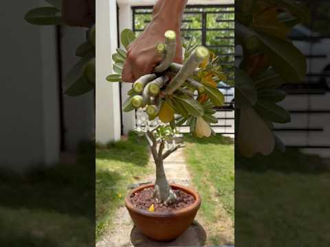 How to propagate your desert rose from cuttings in a super easy way #adeniumlovers #adenium