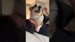 Corgi has different cuddling styles with his human #corgi #dogs