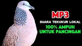 Download lagu Suara Burung Tekukur Lokal Gacor Cocok Untuk Pancingan Agar Rajin Bunyi  mp3