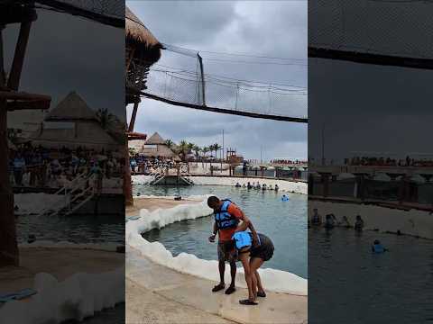 Thumbnail for Carnival Vista docks next to Dolphin Discovery at the Costa Maya Cruise Terminal.