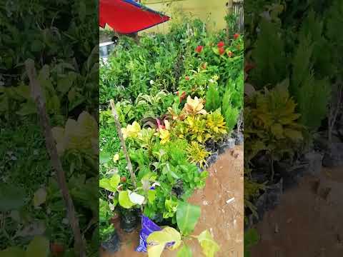 Raikia norsery.. 💞nature Sanjib 225 , G9 banana