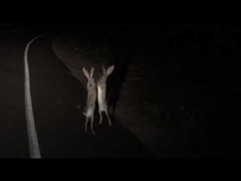 Two jackrabbits fighting