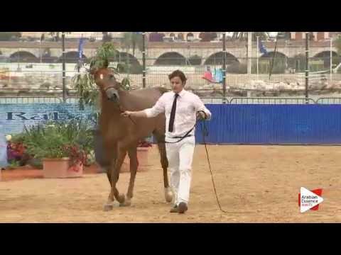 N.58 FARAH AL SHAQAB - Menton 2016 - Fillies 3 years old (Class 3)