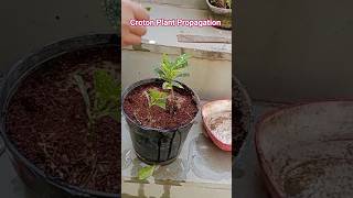 Croton Plant Propagation Ideas #garden #plants #shortvideo #gardening #motivation #music #caretips