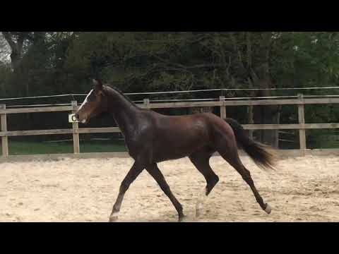 2017 gelding Quite Rubin X Chico’s Boy