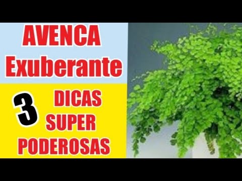 , title : 'Como cultivar a planta AVENCA ~ Dicas imperdíveis #jardinagem'
