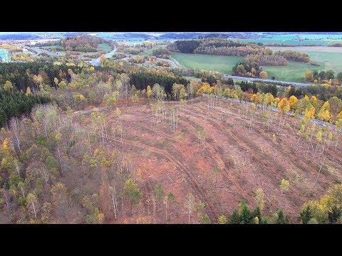 Buchdrucker und Kupferstecher  - Borkenkäfer richten großen Schaden an