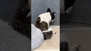 悩んだ結果決めたみたいです