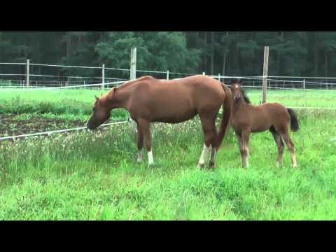 Hollywood Hills v. Halifax - FS Cracker Jack *2013