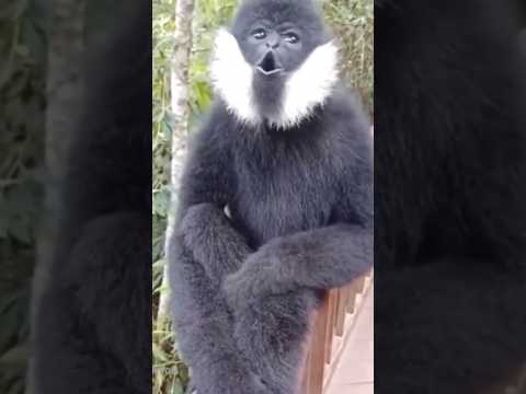 Viral Monkey Amazing 🐒🤩😱 #youtubeshorts #shorts #viralshorts #monkey #ytshorts #shortsfeed