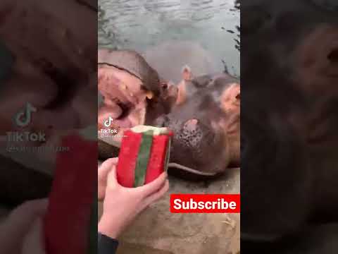 Fiona eating the watermelon 🍉
