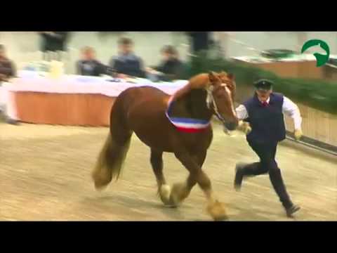 Siegerhengste Kleinpferderassen | Körtage Holsteinhallen |Neumünster | 2012