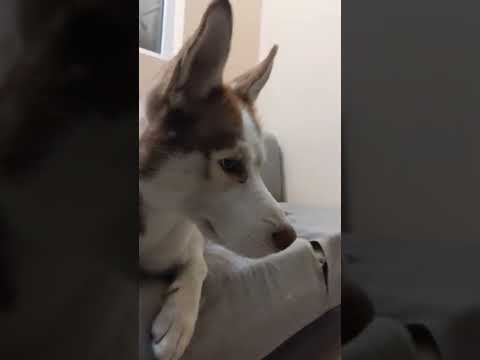 Siberian Husky//Handsome Dogggo