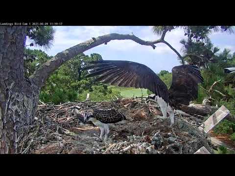 Osprey Chick Claims Fish Delivery From Male At Savannah Nest – June 9, 2021