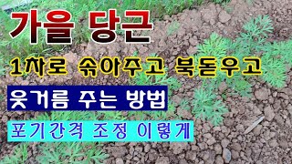 [텃밭농부 1,681]  가을당근 이렇게 솎아 주고 웃거름을 주세요. #당근재배