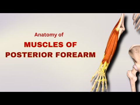 Muscles of Posterior Compartment Forearm | Anatomy Tutorial | Doctor Speaks