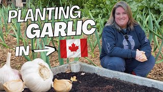 Planting Garlic In A Canadian Cold Climate