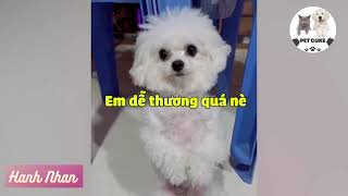 Baby Dog has a 'FLOPPING EYE' screen that is faster than 'FLAPPING CAKE', making young people 'STOP'