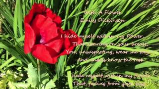 Musik-Video-Miniaturansicht zu With a Flower Songtext von Emily Dickinson