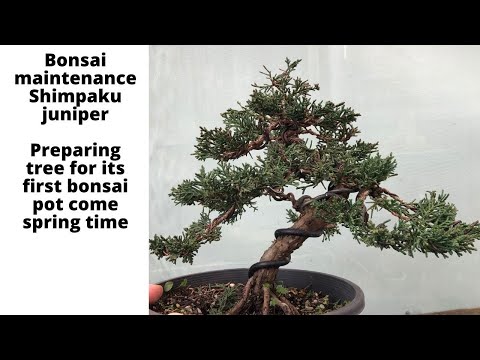 Bonsai maintenance Shimpaku juniper - preparing tree for its first bonsai pot when spring comes