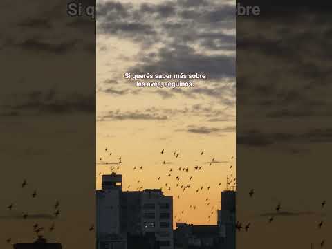 Estornino Pinto en La Plata, Buenos Aires.