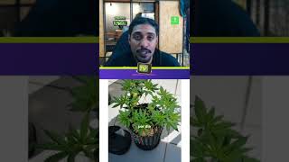 Mimosa: Uma genética com sabor de LARANJA - Vídeo completo na Grower Tv!