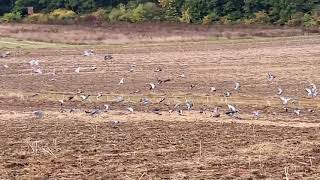 Tauben in den Feldern von Hackenheim Rheinhessen