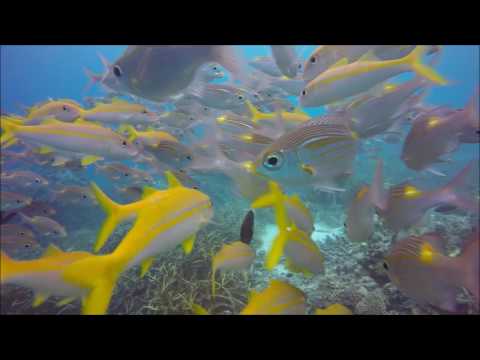 Scuba Diving on the Great Barrier Reef