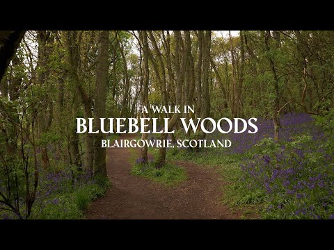 Beautiful Ambient Walk Around Bluebell Wood in Scotland