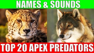 Top 20 Apex Predators For Kids | What is a Food Chain?