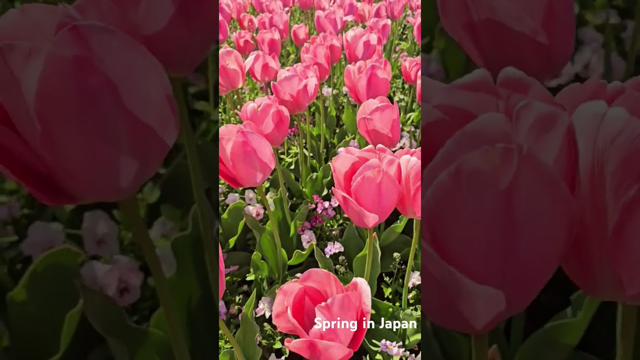 Tulip Garden in Japan | Spring season | Nature #japantravel #oneminuteJapan#Japanshorts