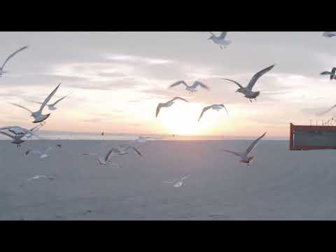 Kevin Devine - "Albatross" (Official Visual)
