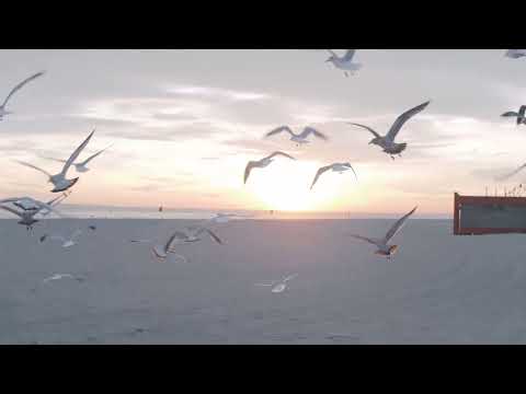Video thumbnail for Albatross