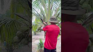 Download lagu Kelapa Manis #alam #pertanian #buah #shortsfeed #shortvideo #shortsvideo #short mp3