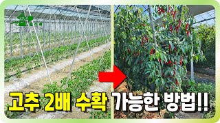고추를 2배 수확할 수 있는 방법!!ㅣ 다수확의 비밀 ㅣ 고추명인의 가지유인 방법