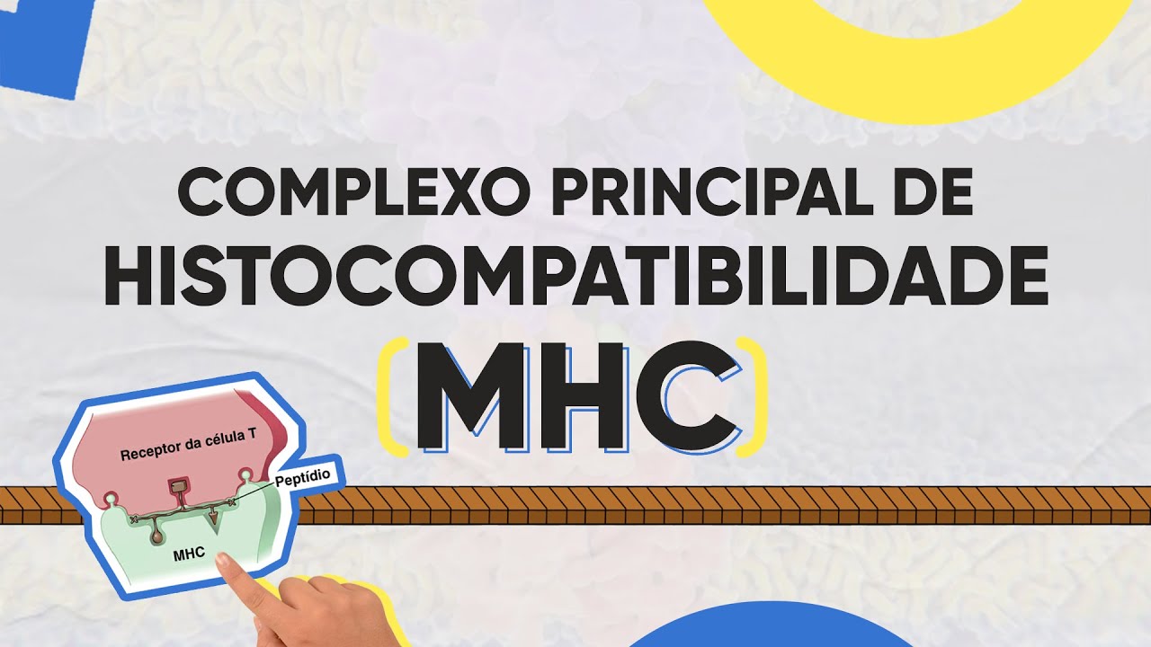 Complexo de Histocompatibilidade Principal (MHC)