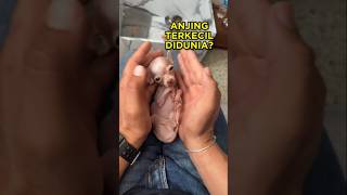 Download lagu The Smallest Cute Dog in the World 🐶 #shorts #cutedog #dog mp3 Download lagu The Smallest Cute Dog in the World 🐶 #shorts #cutedog #dog mp3