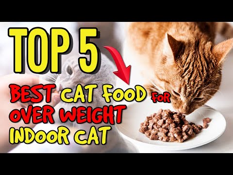 Best Wet Cat Food for Overweight Indoor Cats